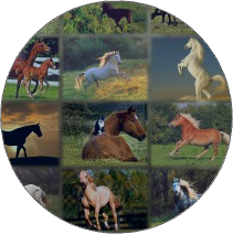 Chevaux