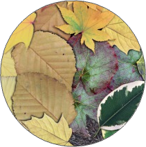 Leaves (Overlapped)